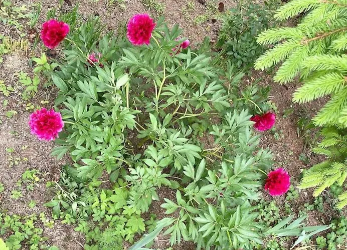 Appartement Freiblick 3 Bad Glbg Mit Terrasse 3 *